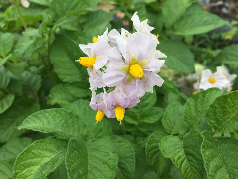 安曇野の農園 じゃがいもの花 あづみ野小林農園