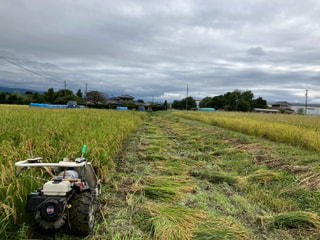 2025年稲刈り→脱穀